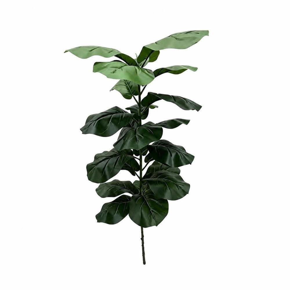 9/15/23 Daun Ficus Lyrata Buat - Ficus Lyrata Tree ulasan dan harga