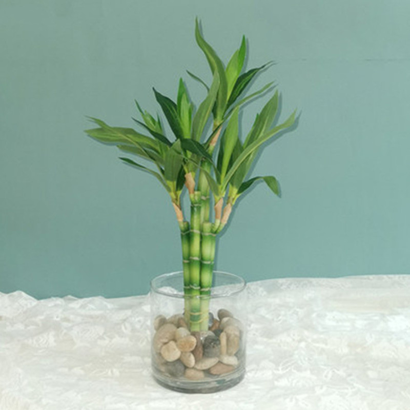 Tanaman Bambu Keberuntungan Bu - Echeveria Succulent ulasan dan harga