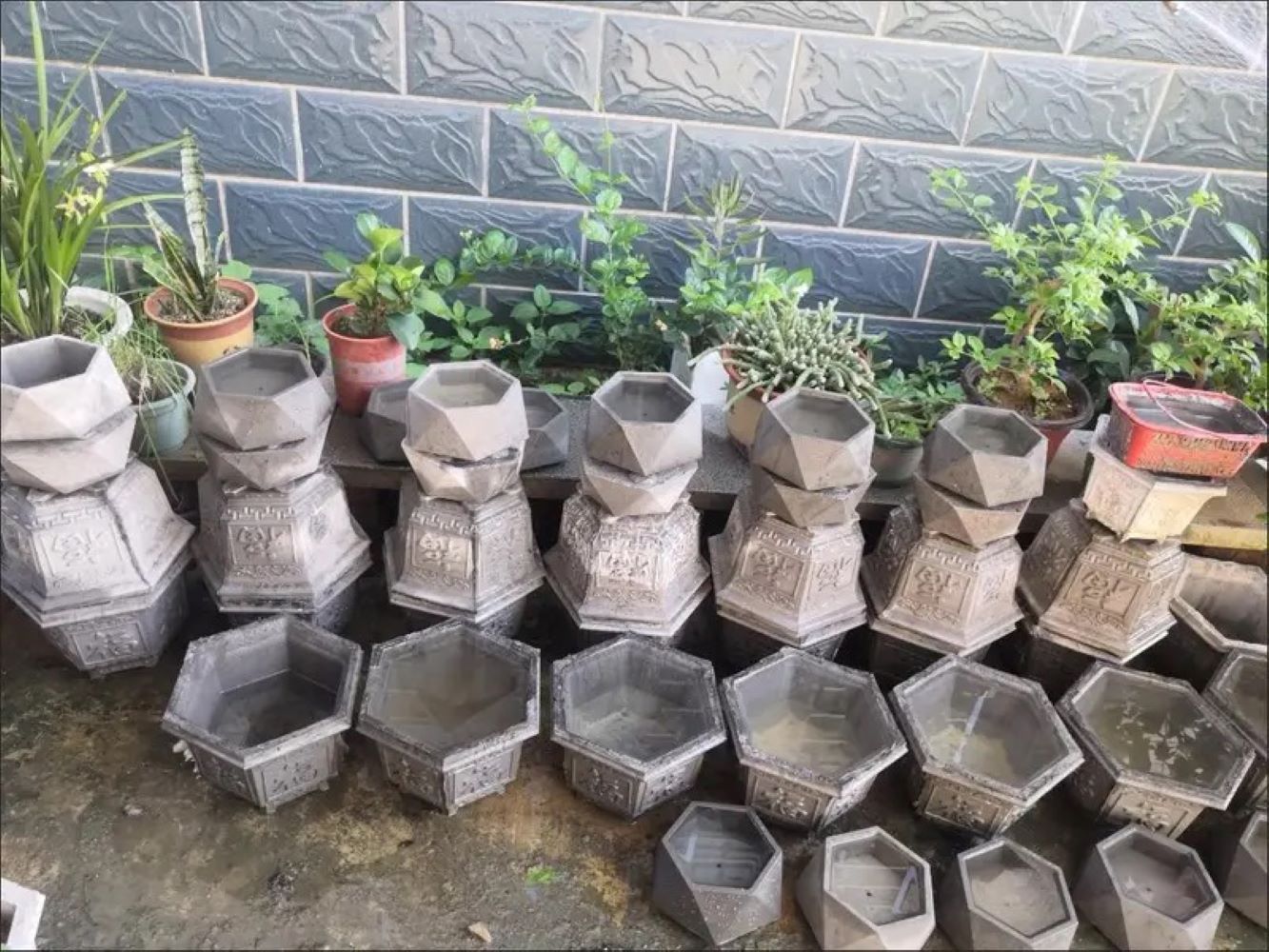 Cetakan Pot Sukulen Plastik, C - Echeveria Succulent ulasan dan harga