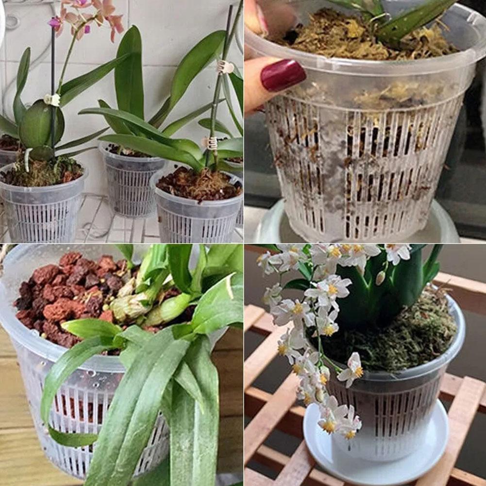 Pot Tanaman Berjaring Transpar - Aloe Vera Pot ulasan dan harga