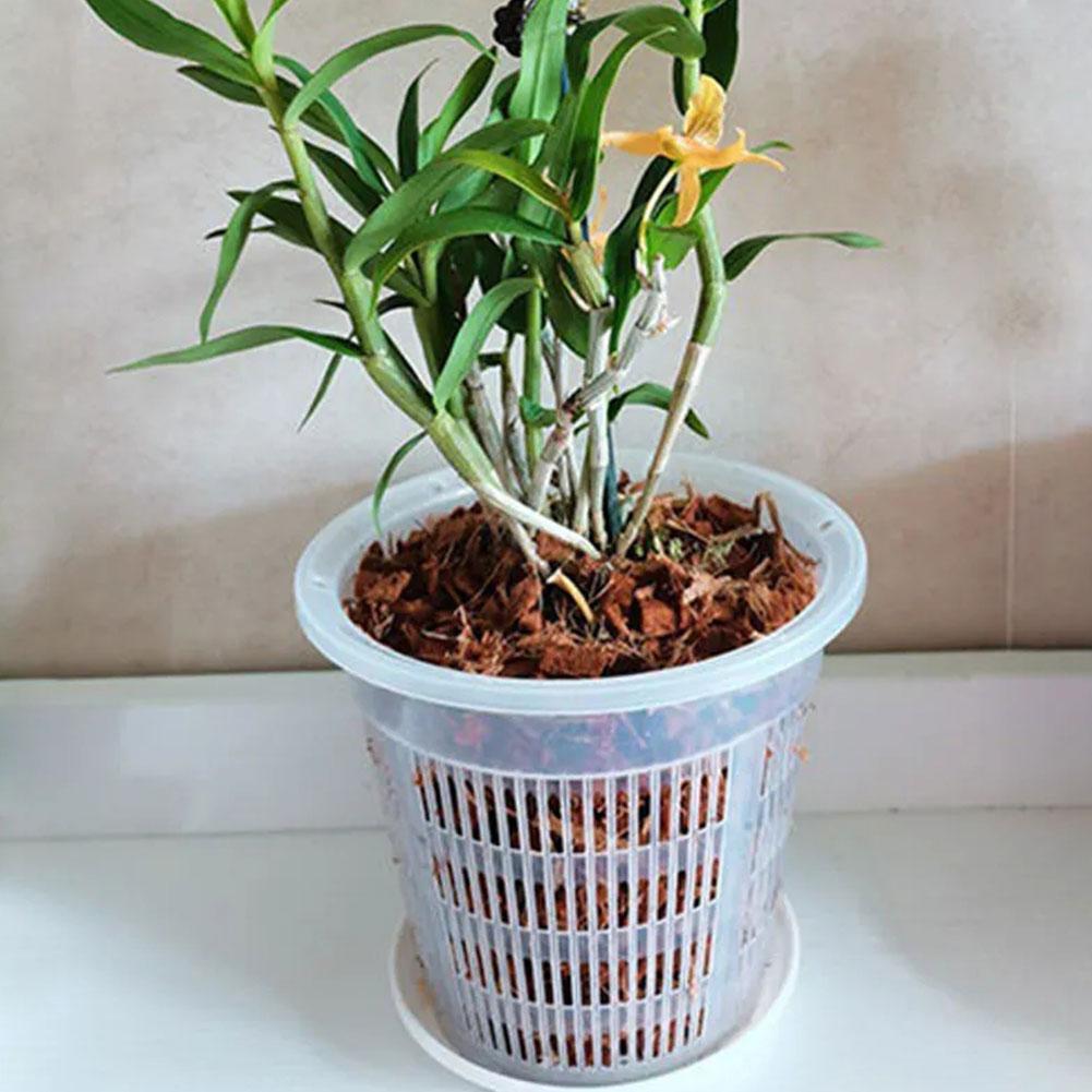 Pot Tanaman Berjaring Transpar - Aloe Vera Pot ulasan dan harga