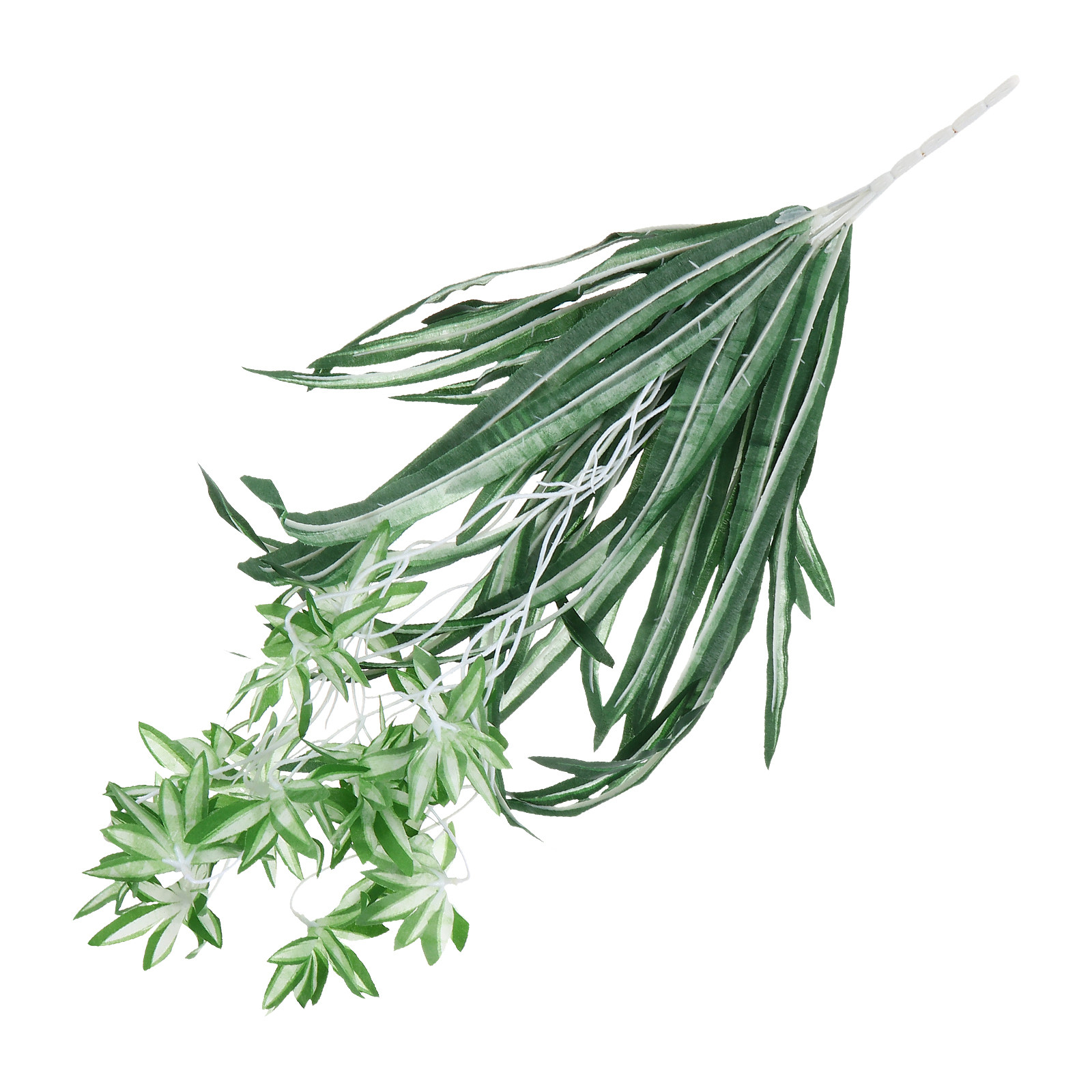 1Pcs Tanaman Chlorophytum Plas - Spider Plant Hanging ulasan dan harga