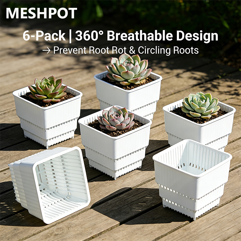 MESHPOT 6-Pack Pot Persegi unt - Echeveria Succulent ulasan dan harga