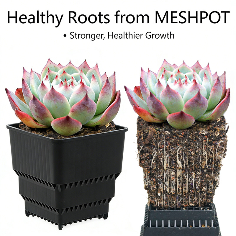 MESHPOT 6-Pack Pot Persegi unt - Echeveria Succulent ulasan dan harga