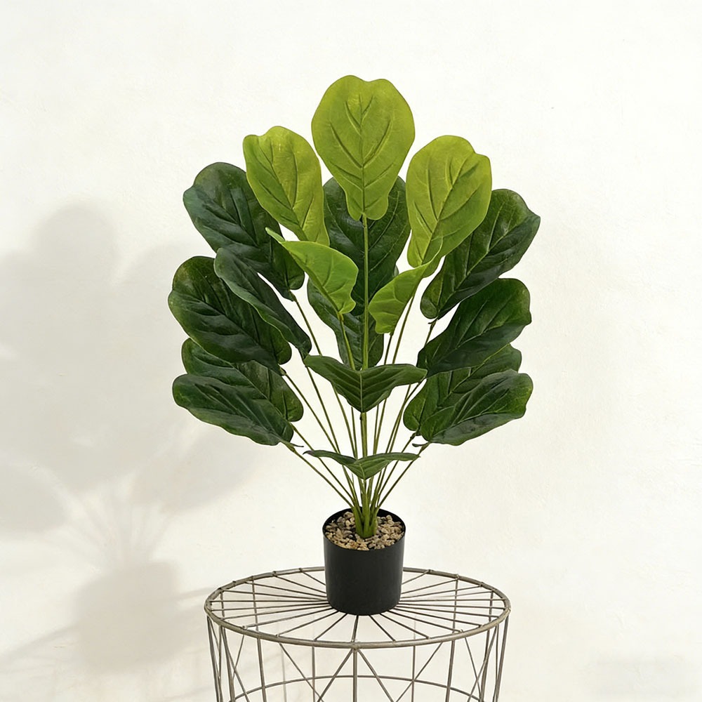 1 buah Ficus Lyrata Buatan 75c - Ficus Lyrata Tree ulasan dan harga