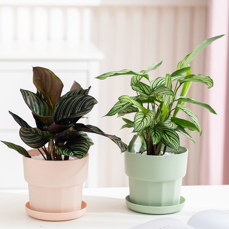 Pot Bunga Meja Minimalis Nordi - Aloe Vera Pot ulasan dan harga