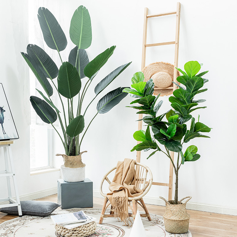 Pohon Palem Simulasi Tanaman B - Ficus Lyrata Tree ulasan dan harga