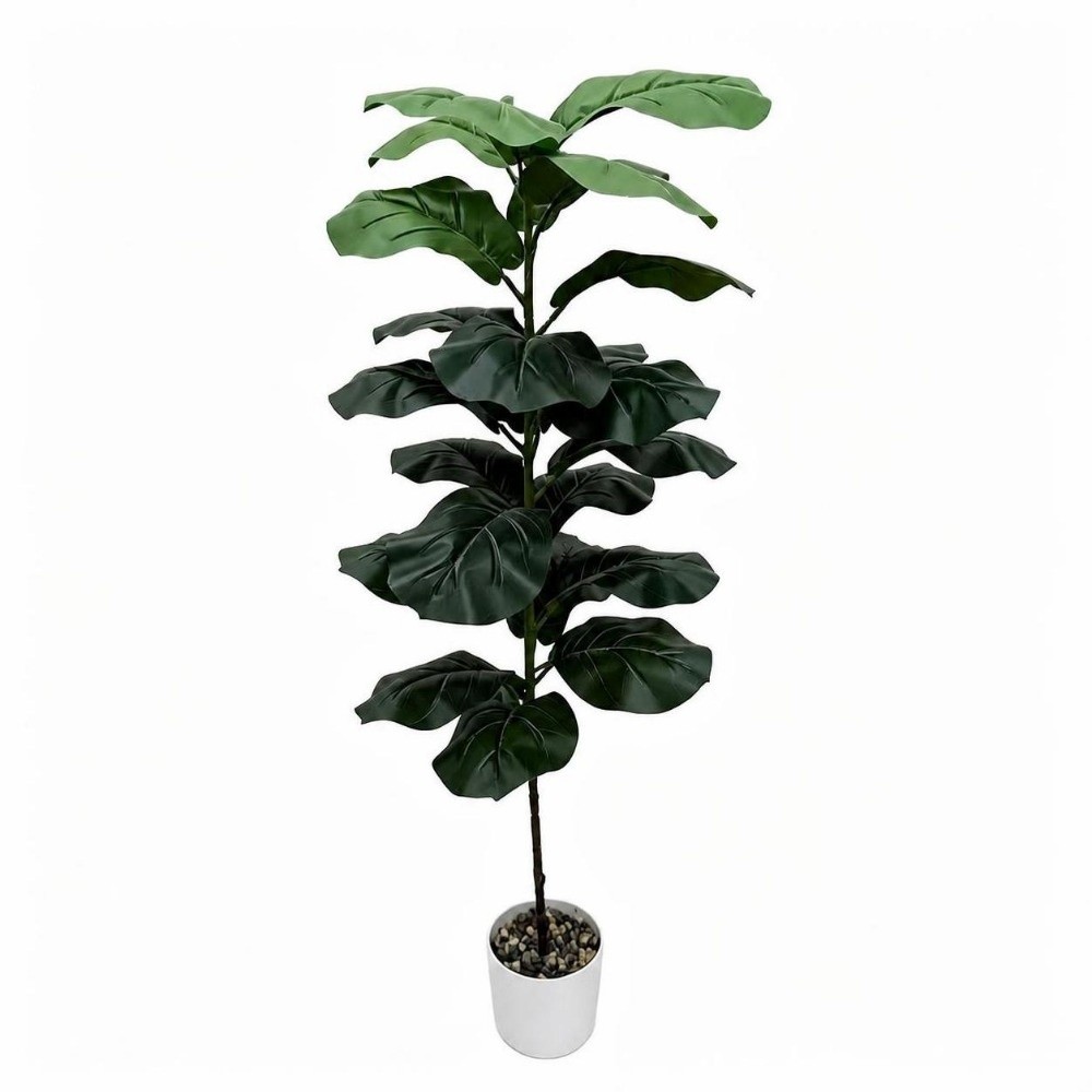 9/15/23 Daun Ficus Lyrata Buat - Ficus Lyrata Tree ulasan dan harga